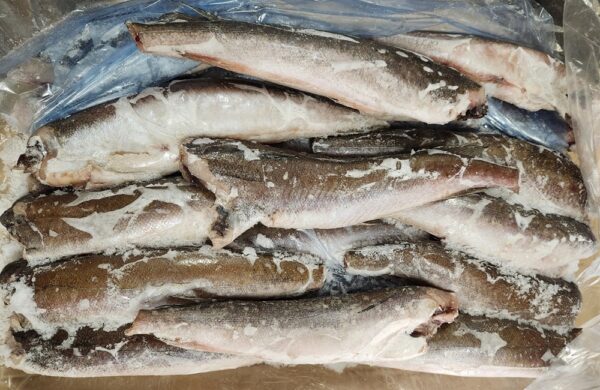 Whiting (Hake)